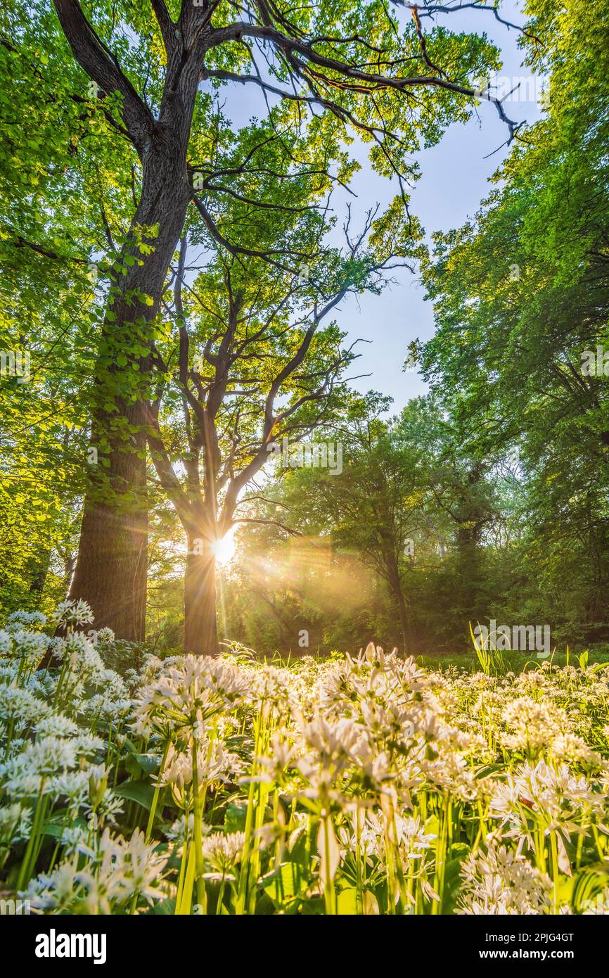 Nationalpark Donau-Auen, Danube-Auen National Park: flowering wild garlic (Allium ursinum), forest, deep standing sun in Donau, Niederösterreich, Lowe Stock Photo