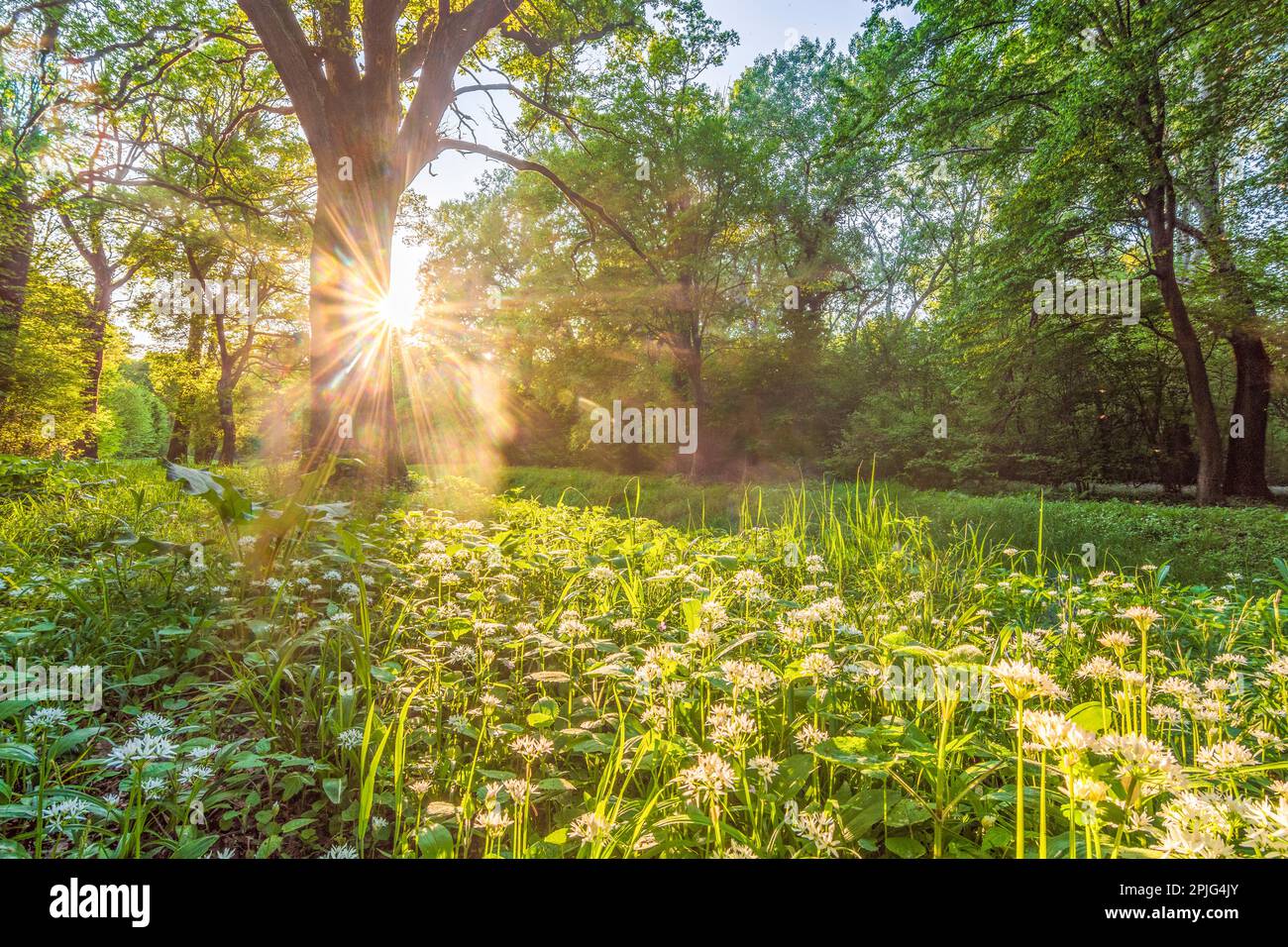 Nationalpark Donau-Auen, Danube-Auen National Park: flowering wild garlic (Allium ursinum), forest, deep standing sun in Donau, Niederösterreich, Lowe Stock Photo