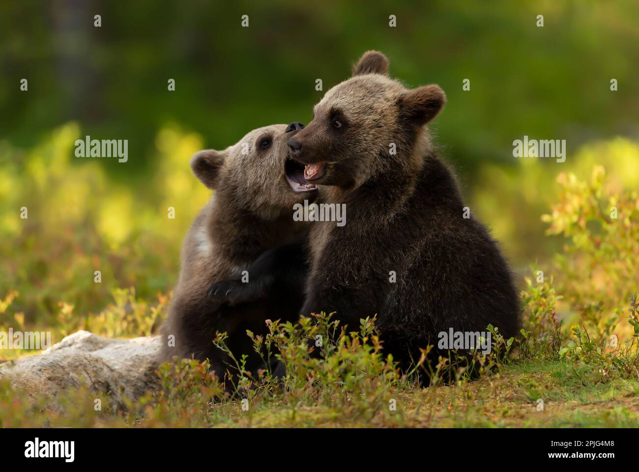 Close up of playful European brown bear (Ursus arctos arctos) cubs in the woods of Finland. Stock Photo