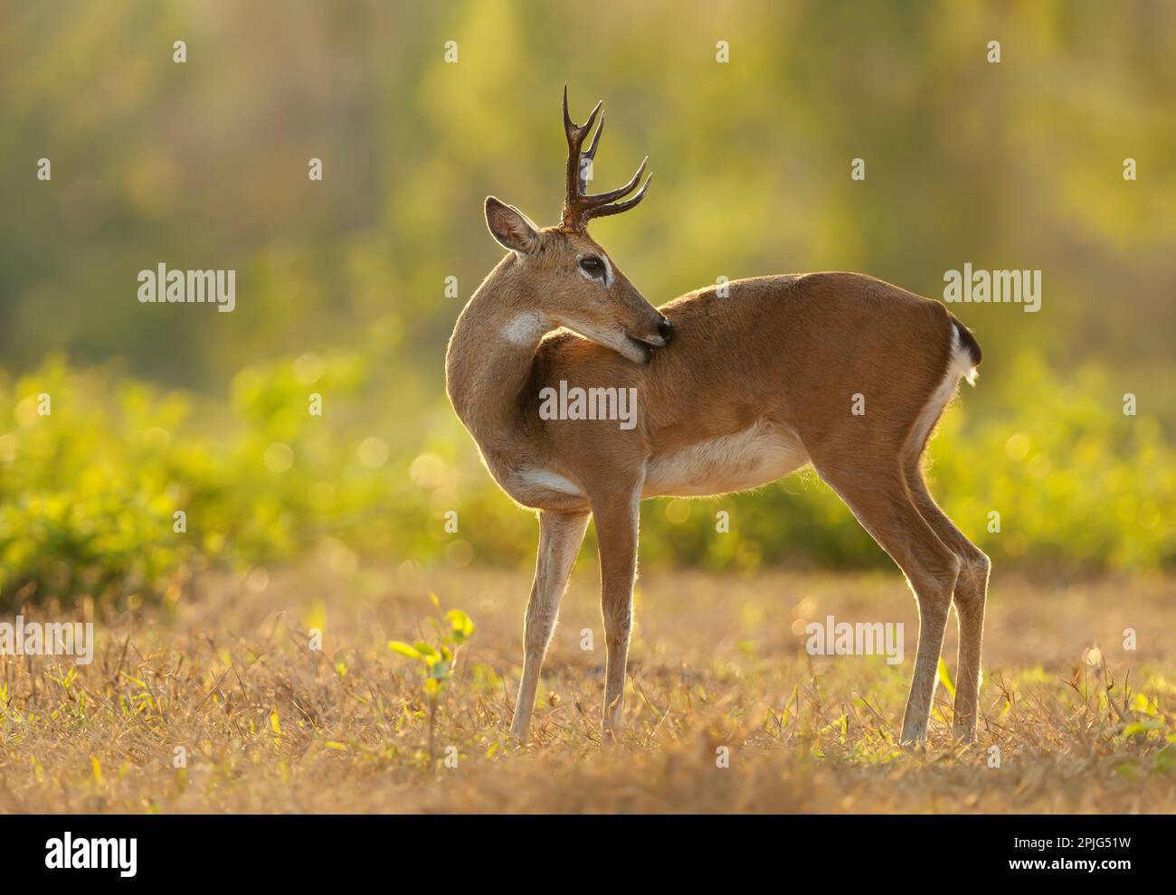 Close up of a Pampas deer at sunset, Pantanal, Brazil. Stock Photo