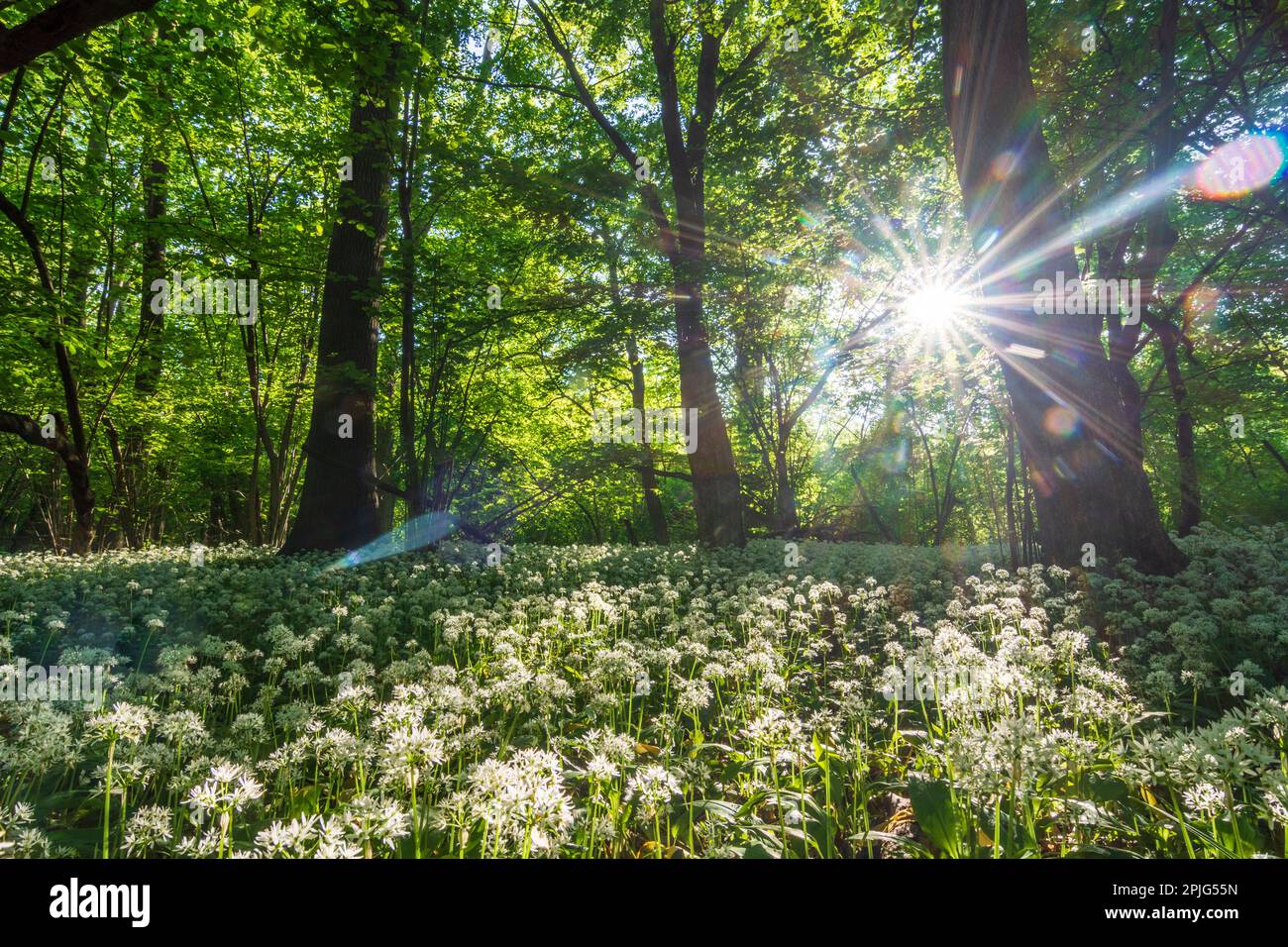 Nationalpark Donau-Auen, Danube-Auen National Park: flowering wild garlic (Allium ursinum), forest, deep standing sun in Donau, Niederösterreich, Lowe Stock Photo