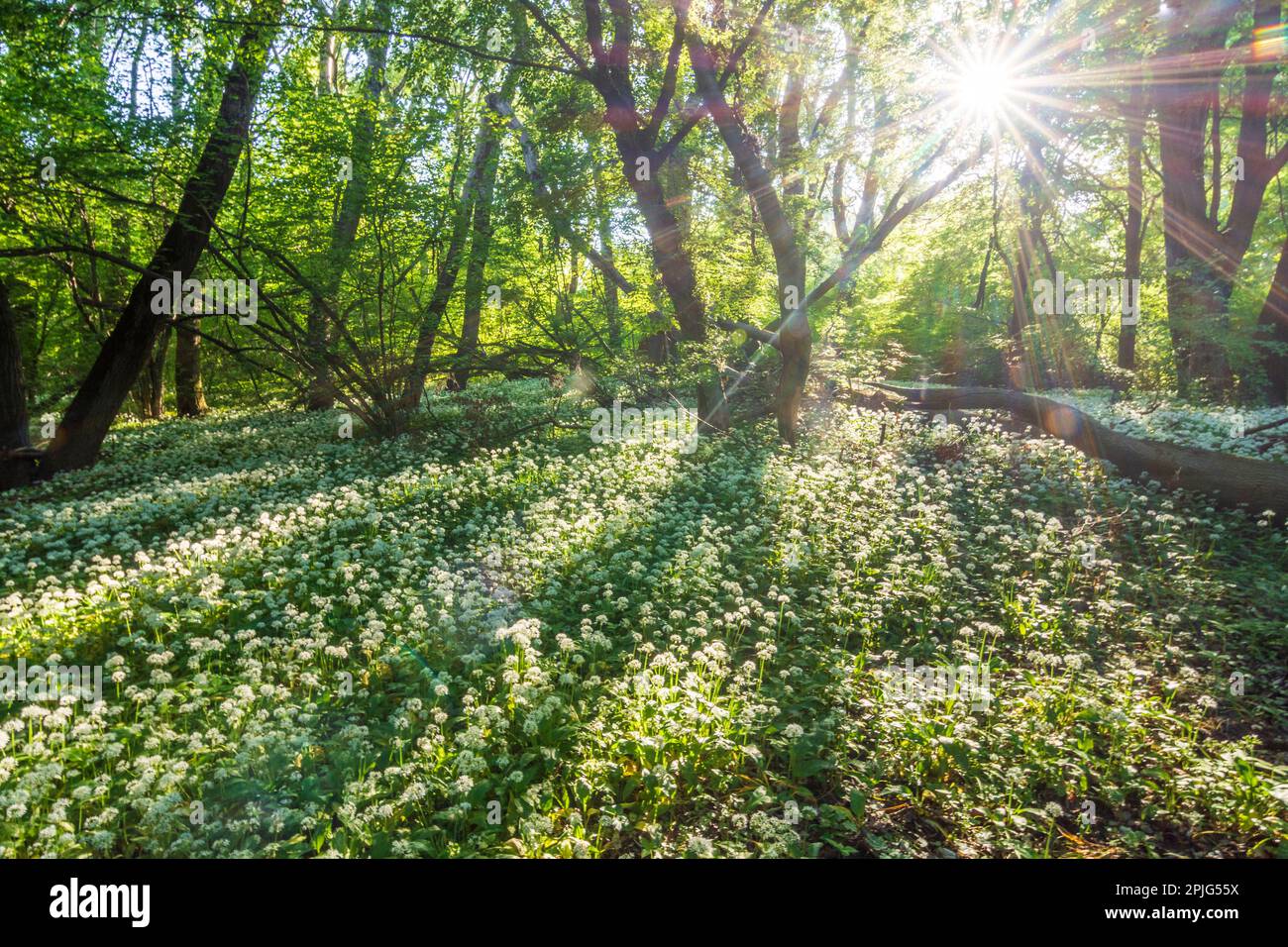 Nationalpark Donau-Auen, Danube-Auen National Park: flowering wild garlic (Allium ursinum), forest, deep standing sun in Donau, Niederösterreich, Lowe Stock Photo