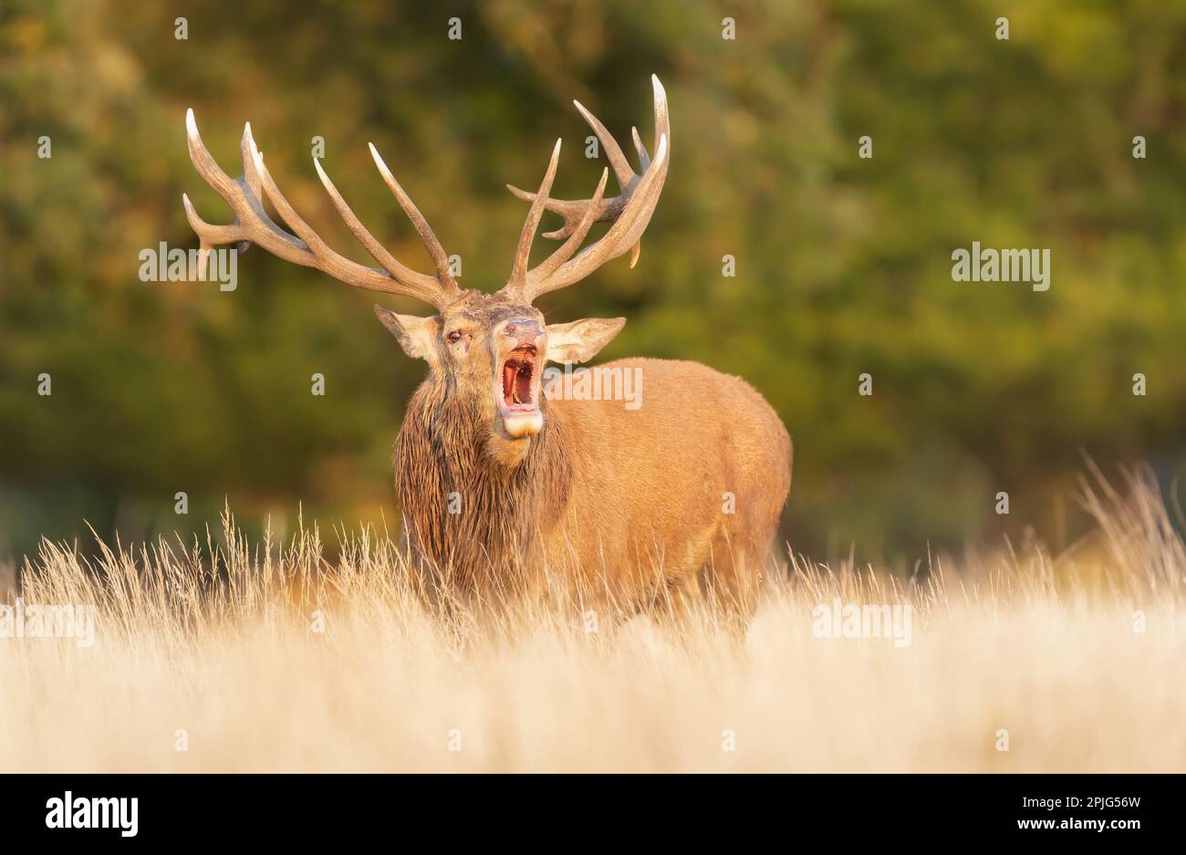 Red deer stag calling during the rut in autumn, UK. Stock Photo