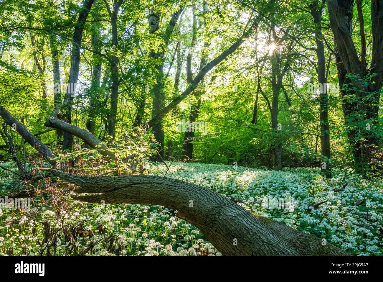 Nationalpark Donau-Auen, Danube-Auen National Park: flowering wild garlic (Allium ursinum), forest, deep standing sun in Donau, Niederösterreich, Lowe Stock Photo