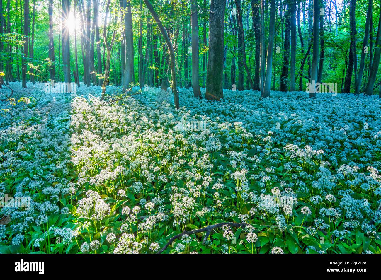 Nationalpark Donau-Auen, Danube-Auen National Park: flowering wild garlic (Allium ursinum), forest, deep standing sun in Donau, Niederösterreich, Lowe Stock Photo