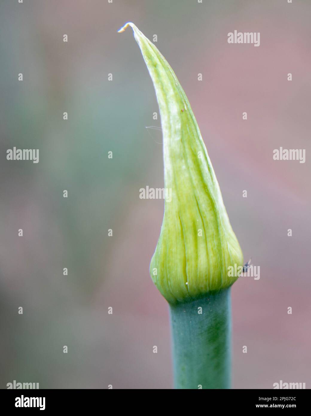 Bud of common onion Allium cepa Stock Photo