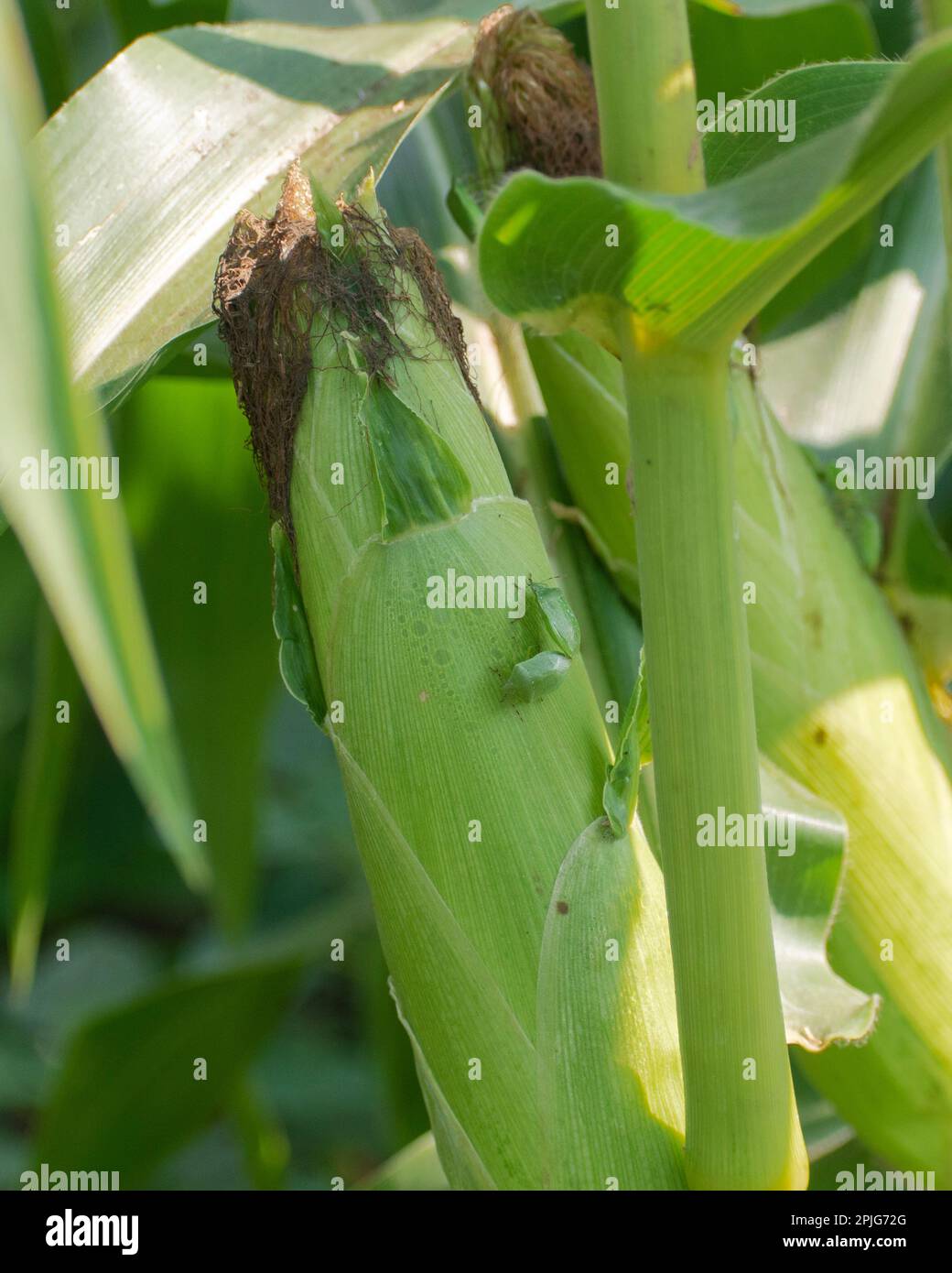 Southern green stink bugs feed by sucking juices from the kernels of sweet corn.  Zea mays convar. saccharata var. rugosa,  Nezara viridula Stock Photo