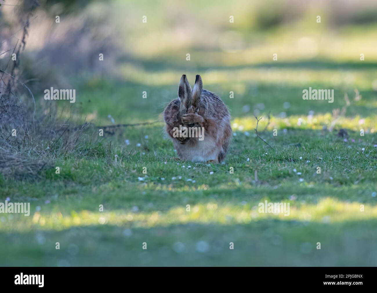 A wild Brown Hare (Lepus europaeus) washing behind his ears He is sat  in the daisies having a groom . Suffolk, UK. Stock Photo
