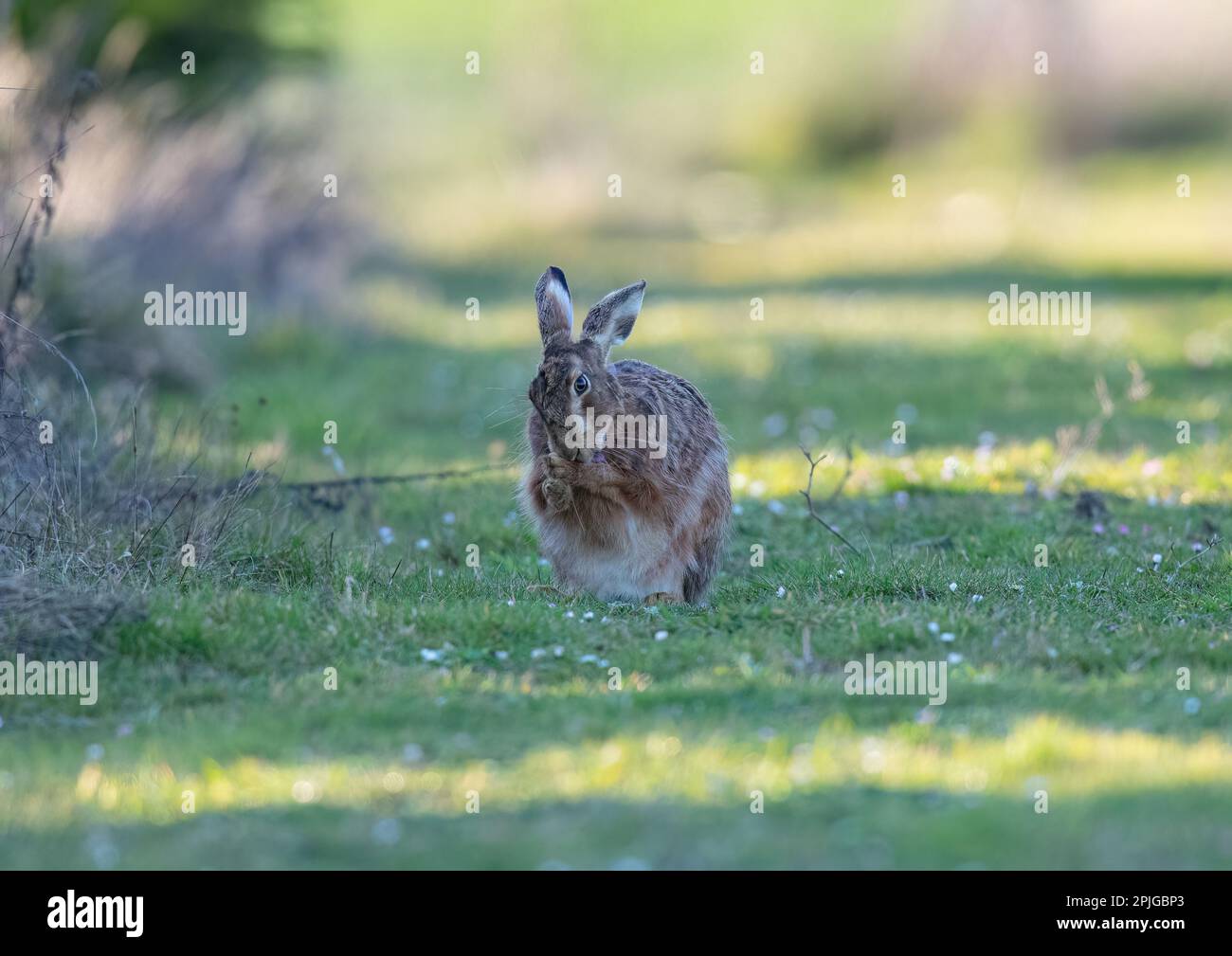A wild Brown Hare (Lepus europaeus) washing behind his ears He is sat  in the daisies having a groom . Suffolk, UK. Stock Photo