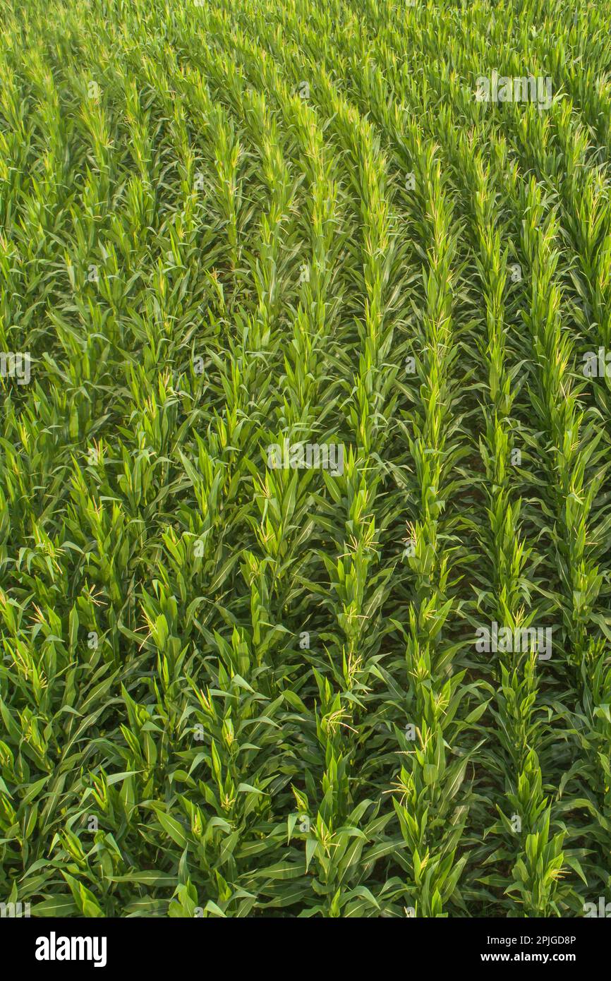 drone aerial view of a green corn field in August Stock Photo