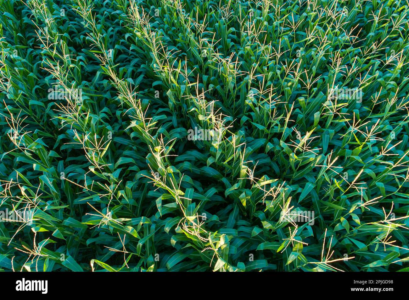 drone aerial view of a green corn field in August Stock Photo