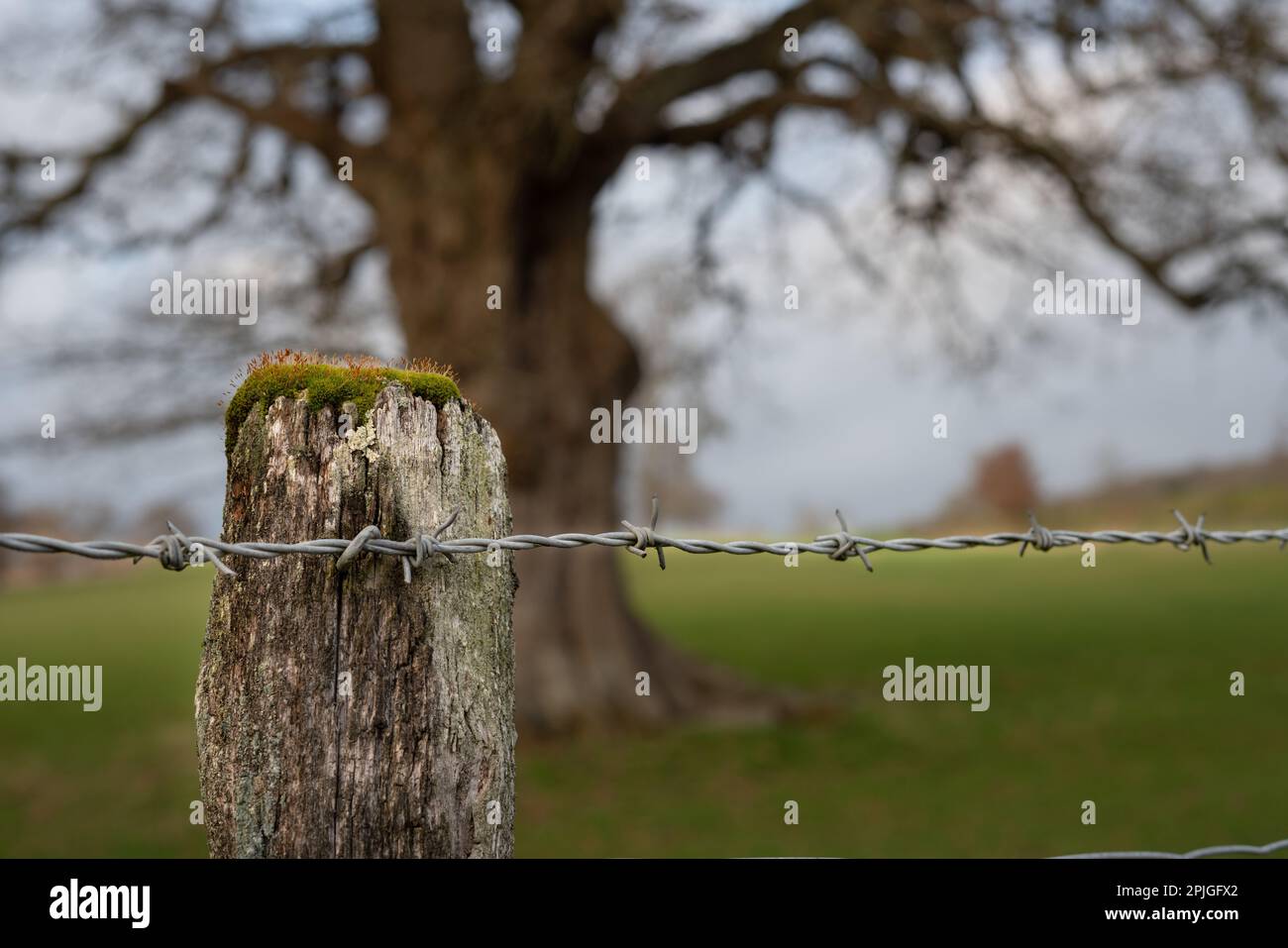Rotten wood posts with barbed wire protect the old oak tree in the background Eastnor Castle Park Ledbury area Stock Photo
