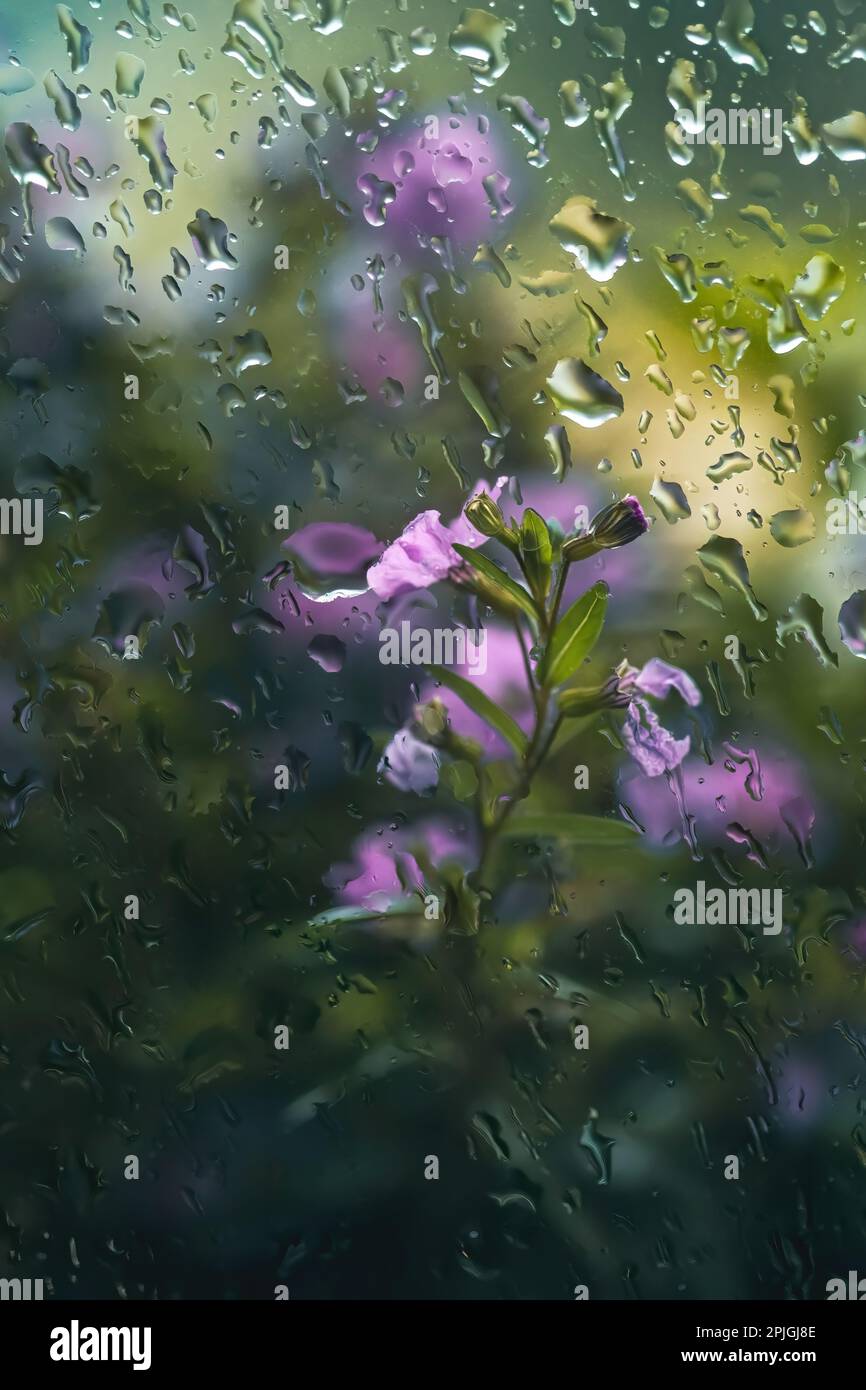 Tiny pink flowers photographed through a window pane on a rainy summer day Stock Photo