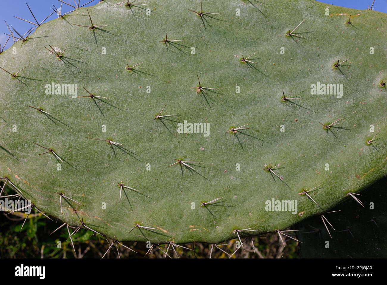 large leaf cactus tzabar Stock Photo