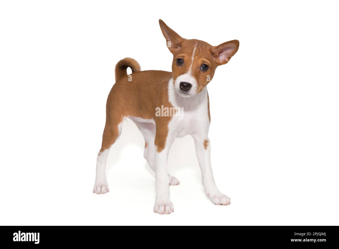 Funny basenji puppy, on a white background Stock Photo - Alamy