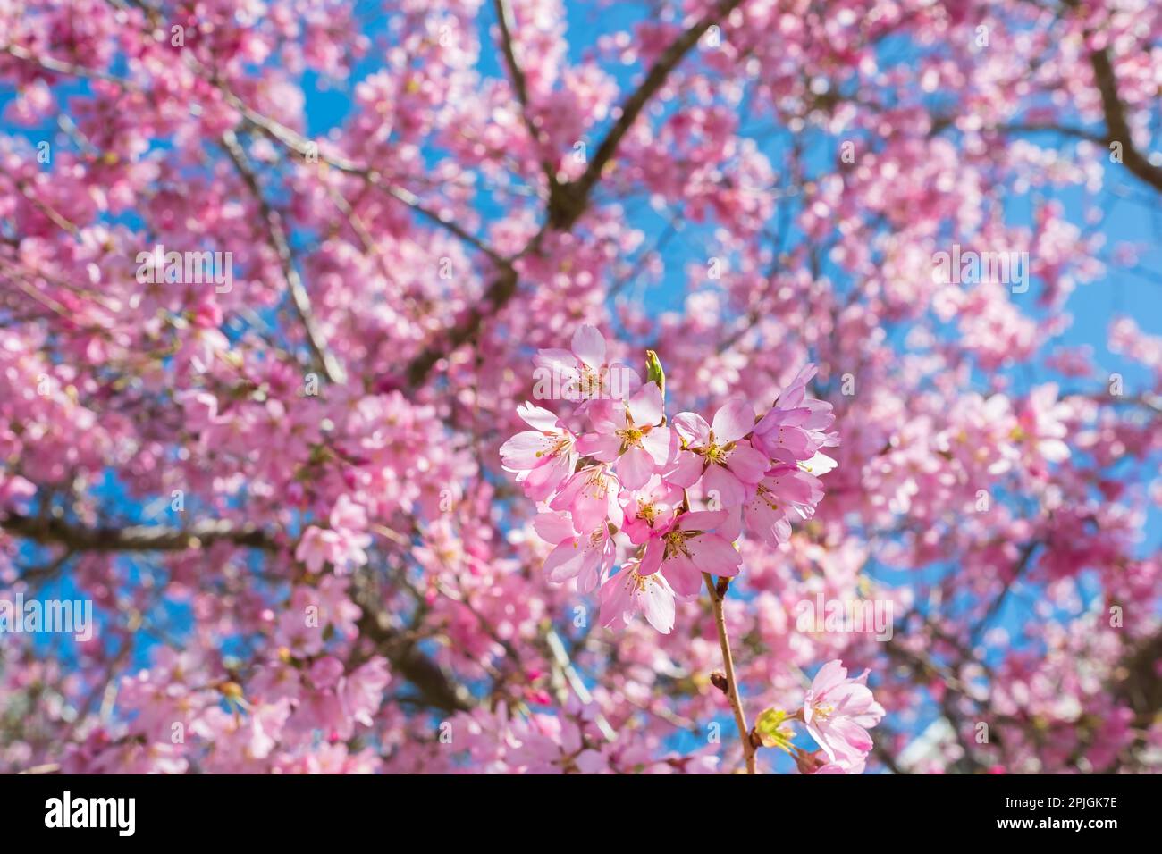 Beautiful branches of pink Cherry blossoms on the tree under blue sky ...