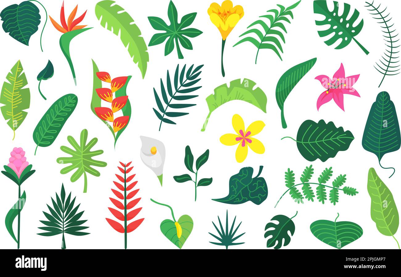 Flat exotic plants leaf, flower tropical bush. Isolated jungle leaves ...