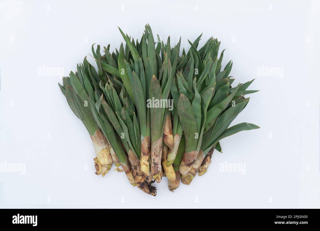 Top of view of the edible local herbs. Called ciris or Gulik or kirkis or  Asphodelus Stock Photo - Alamy