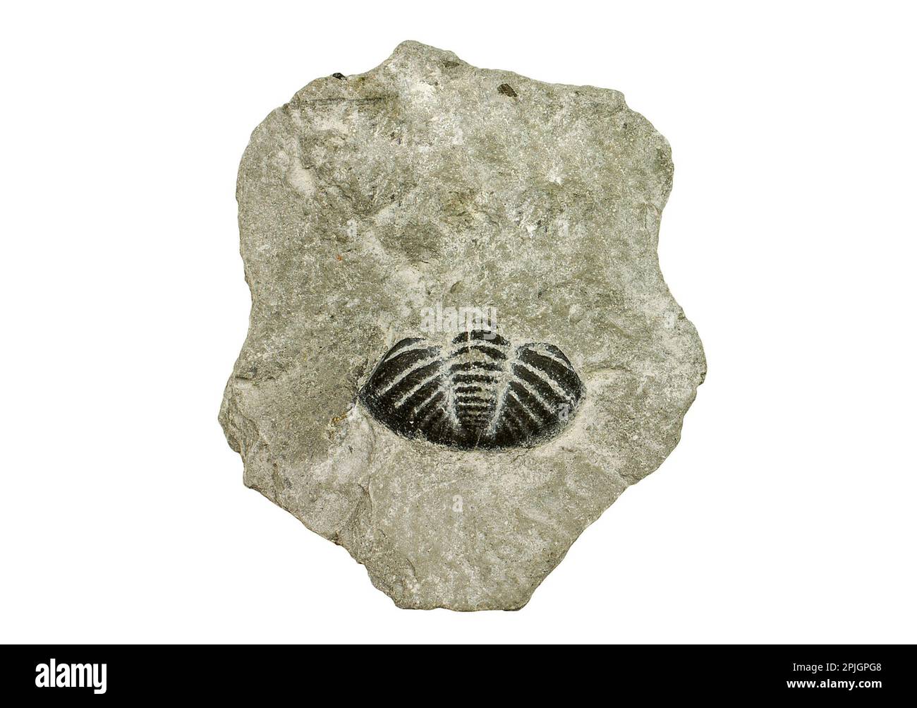 Trilobite fossil embedded in a rock, Eldredgeops rana, specimen Stock Photo