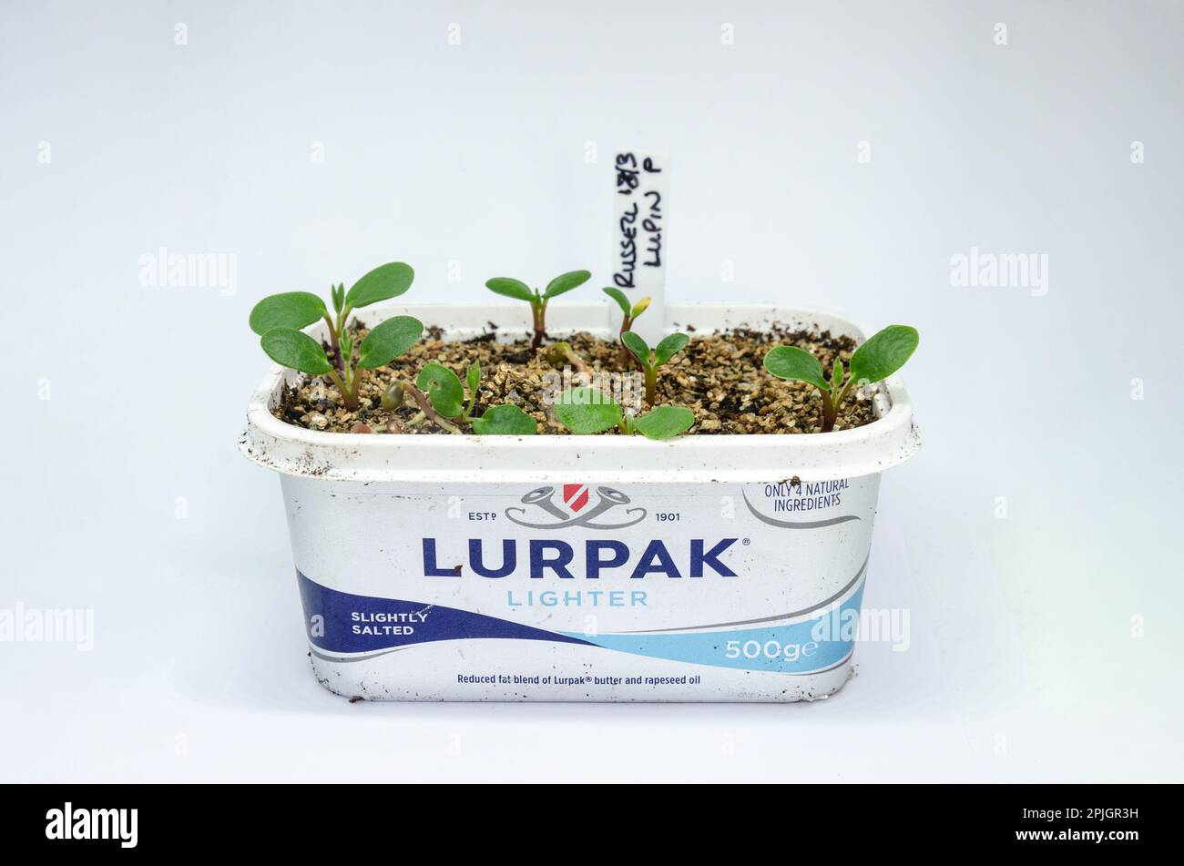 Seedlings growing in a recycled Lurpak butter tub isolated against a
