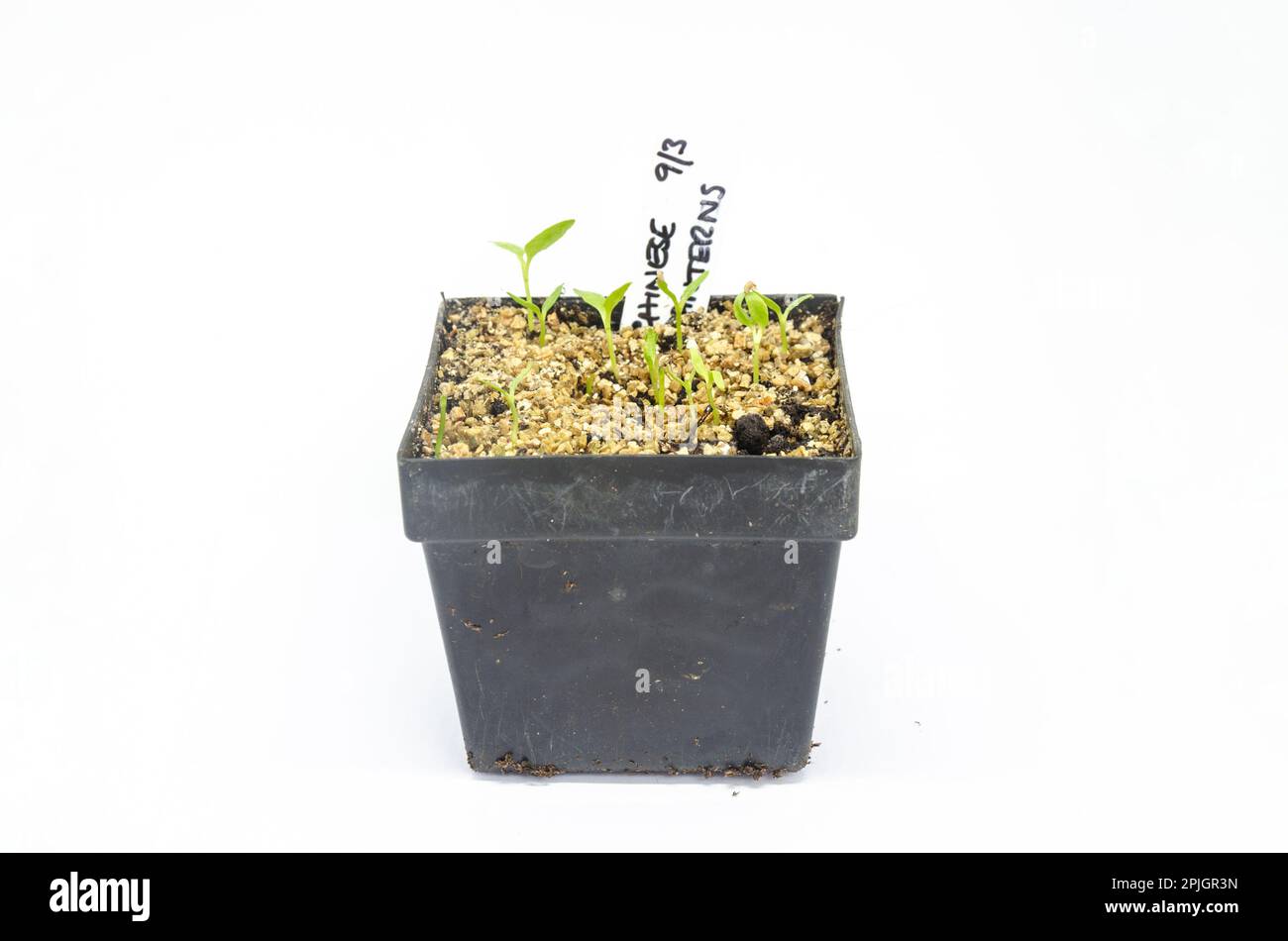 Seedlings growing in a black, plastic plant pot isolated against a white background. Stock Photo
