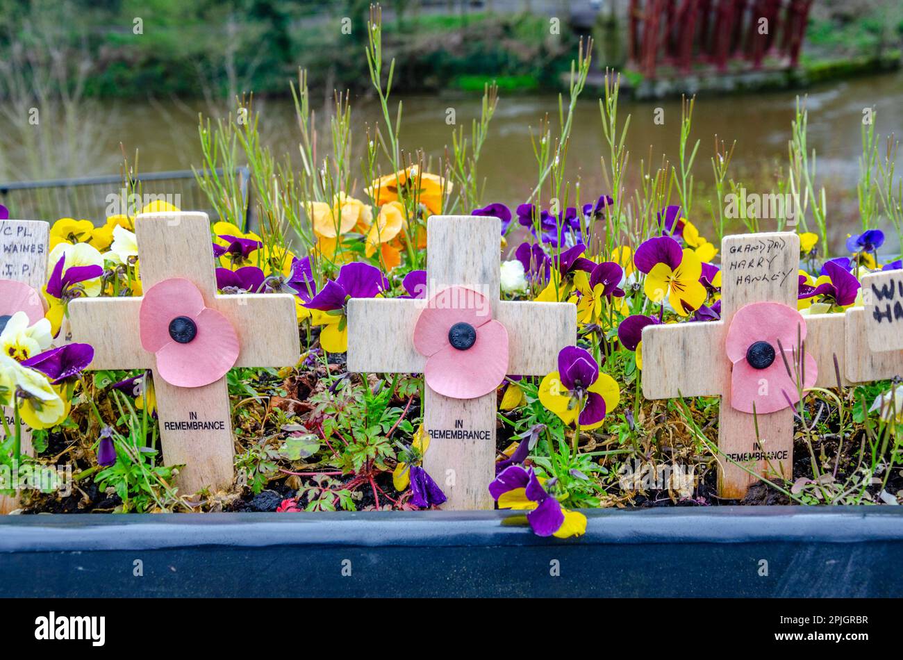 Wooden crosses with a paper poppy attached pushed into the front of a planter with pansies to remember soldiers who died during World War 1 and 2. Stock Photo