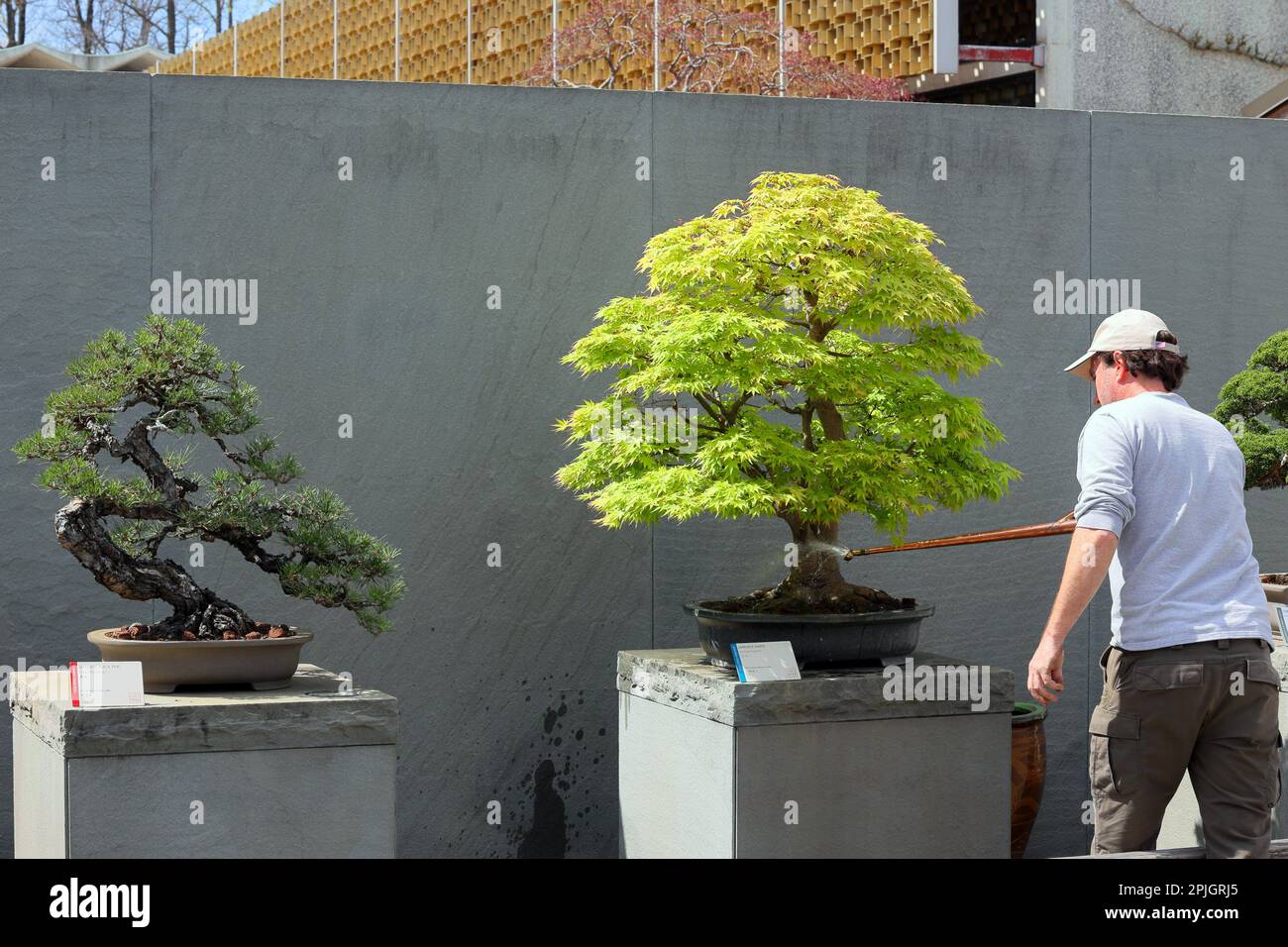 A worker waters a dwarf Japanese maple bonsai (Acer palmatum) at the National Bonsai and Penjing Museum at the US National Arboretum, Washington DC. Stock Photo