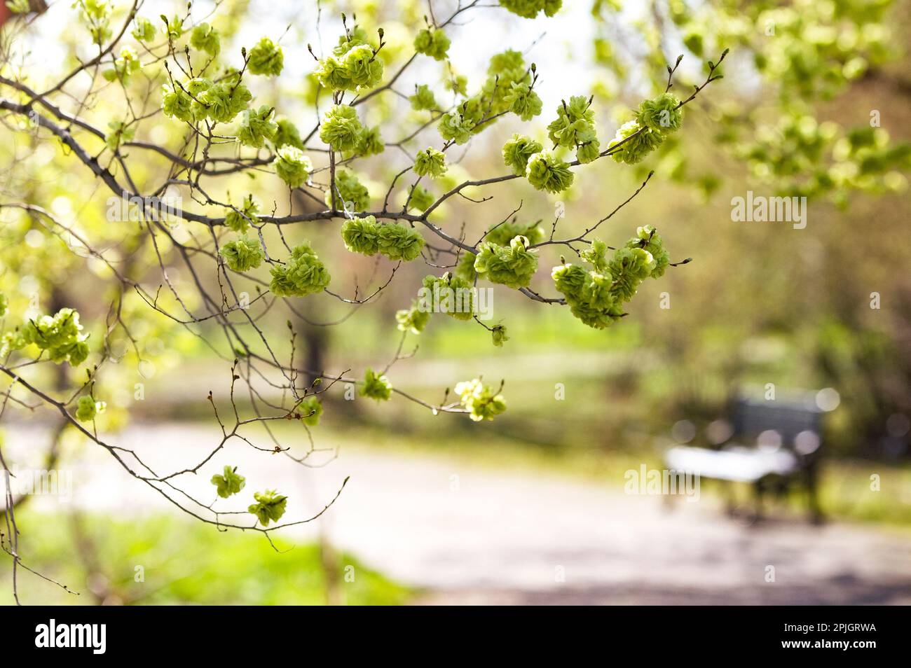 spring leaves glorifying a scene of garden road Stock Photo