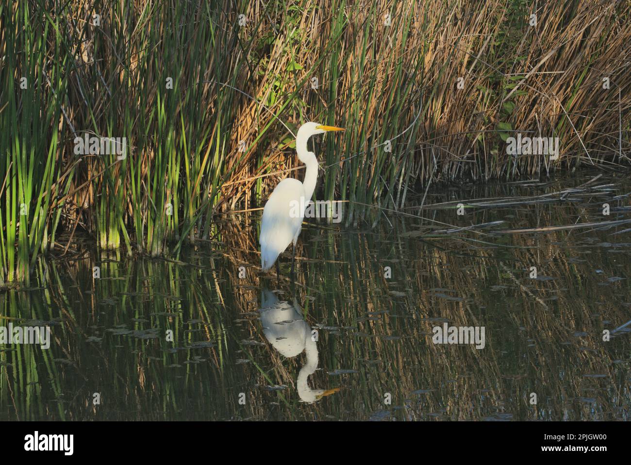 White heron searching for food in Hwetlands & wildlife sanctuary. Single bird in cool waters with its reflection. Stock Photo