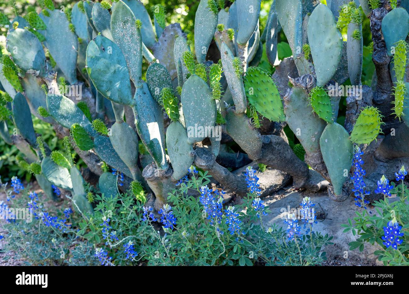 Bluebonnets growing next to cactus plants Stock Photo