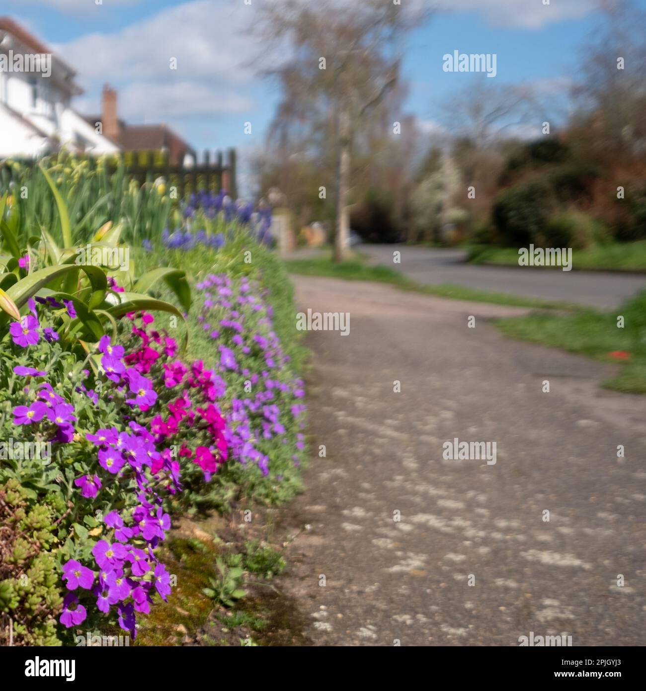 Colourful mixed colour aubretia trailing plants growing in a front