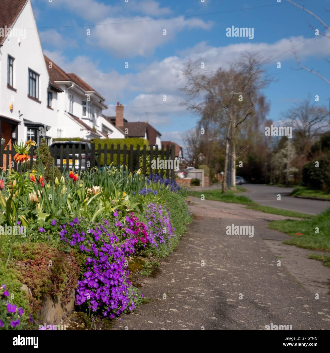 Colourful mixed colour aubretia trailing plants growing in a front