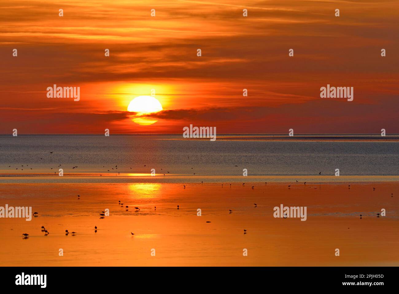 Sunset over the Wadden Sea at low tide, birds foraging, North Sea, Norddeich,  Lower Saxony, Germany Stock Photo - Alamy
