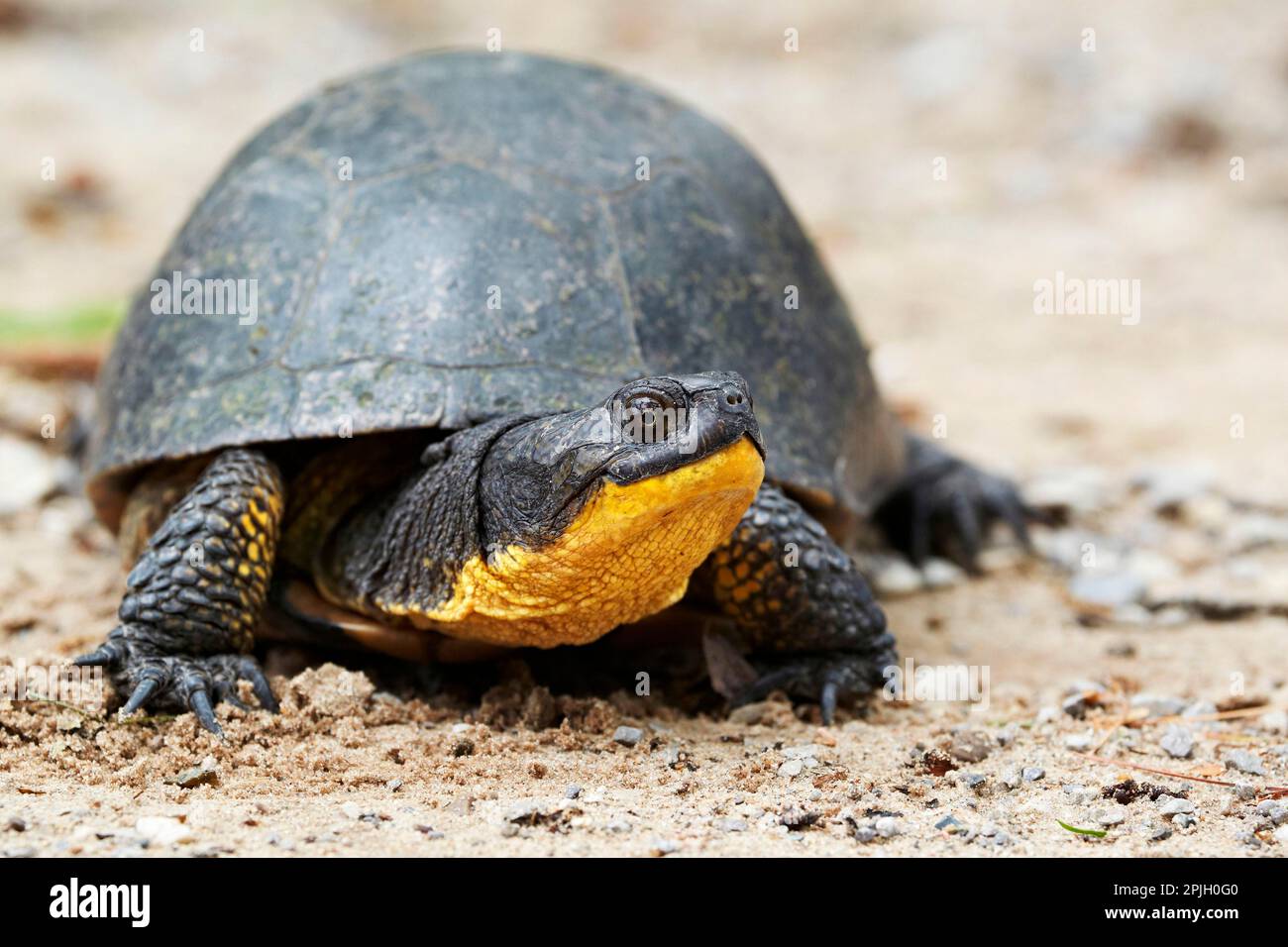 Blanding's Turtle (Emys Blandingii), American Pond Turtles, Other ...