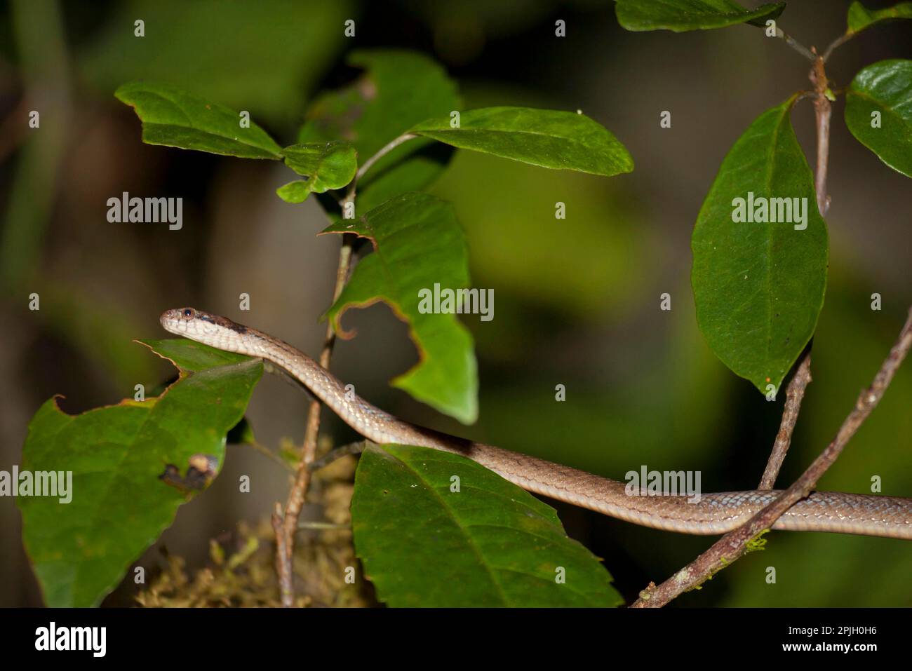 Other animals, Reptiles, Snakes, Animals, Forest Night Snake