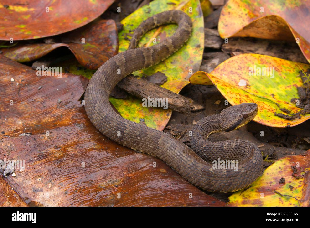 Lancers, lance vipers, Other animals, venomous, poisonous snakes