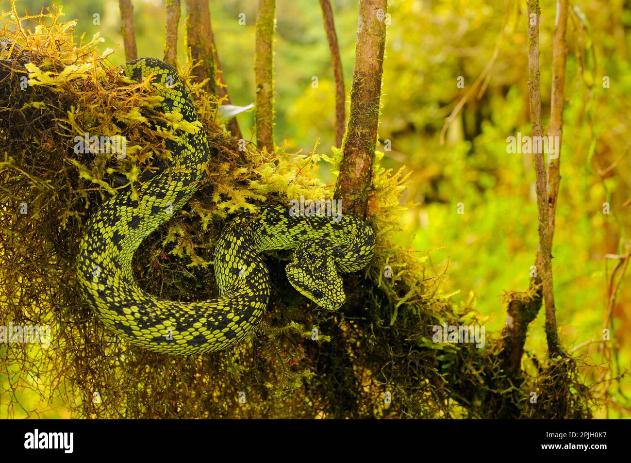 Green bush viper Atheris squamigera , on a branch, captive, Congo, Africa  Copyright: imageBROKER
