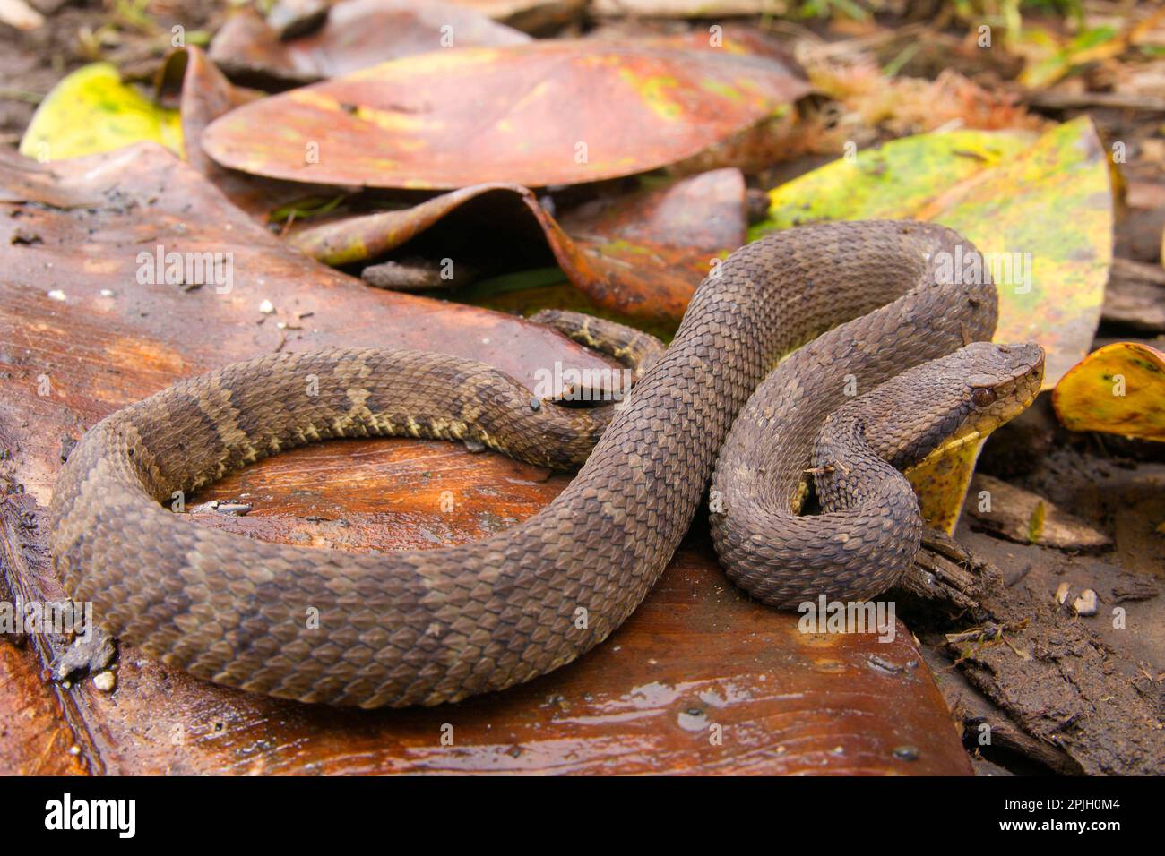 Lancers, lance vipers, Other animals, venomous, poisonous snakes