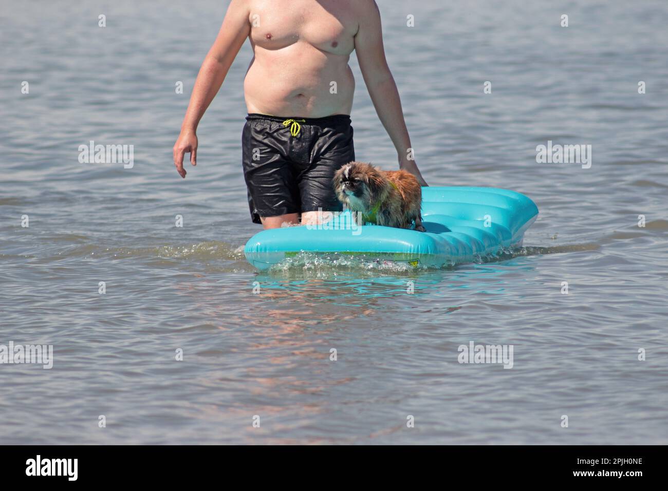Chubby man with dog on air mattress in the water. Summer, leisure