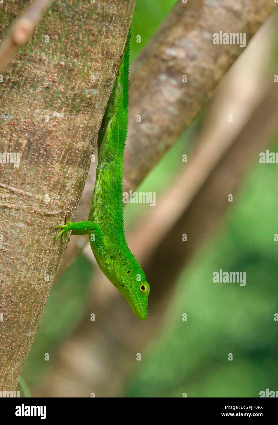 Jamaican Giant Anole (Anolis garmani) adult, clinging to tree trunk, Manchester, Jamaica Stock Photo