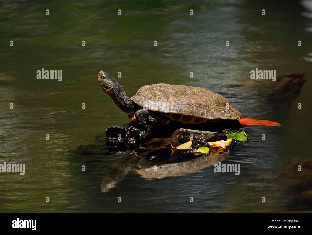 Chinese stripe-necked turtle (Ocadia sinensis), Chinese Stripe-necked Turtles, Other animals, Reptiles, Turtles, Animals, Water Turtles, Chinese Stock Photo