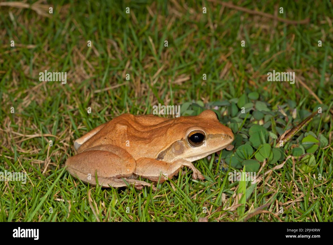 Common Indian tree frog (Polypedates maculatus) adult, on grass, India