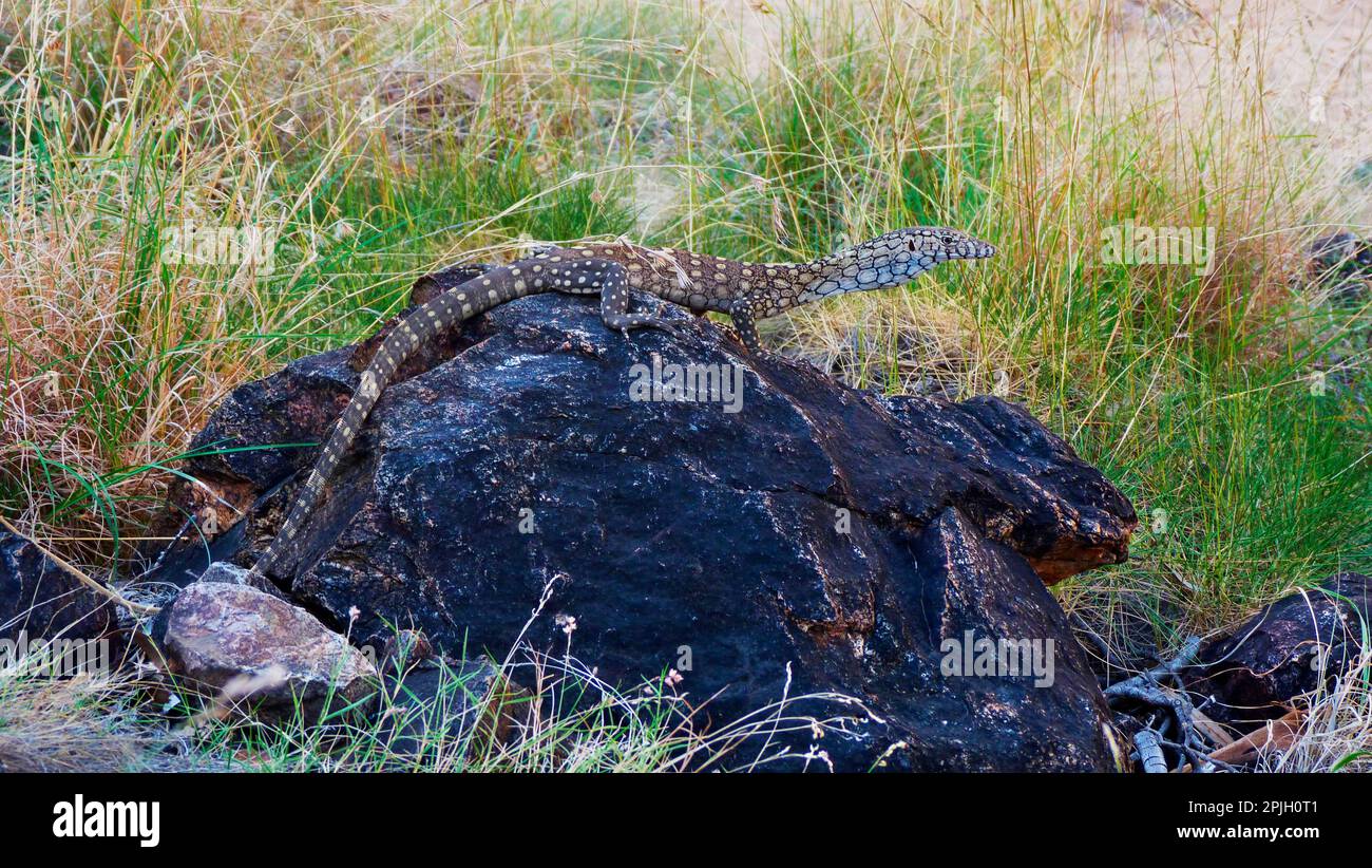 Perentie (Varanus giganteus) adult, resting on rock, Ormiston Gorge, West MacDonnell N. P. West MacDonnell Range, Red Centre, Northern Territory Stock Photo