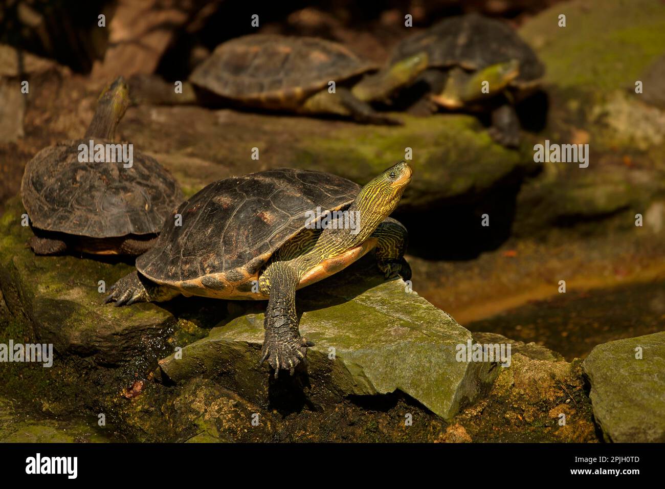 Chinese stripe-necked turtle (Ocadia sinensis), Chinese Stripe-necked Turtles, Other animals, Reptiles, Turtles, Animals, Water Turtles, Chinese Stock Photo