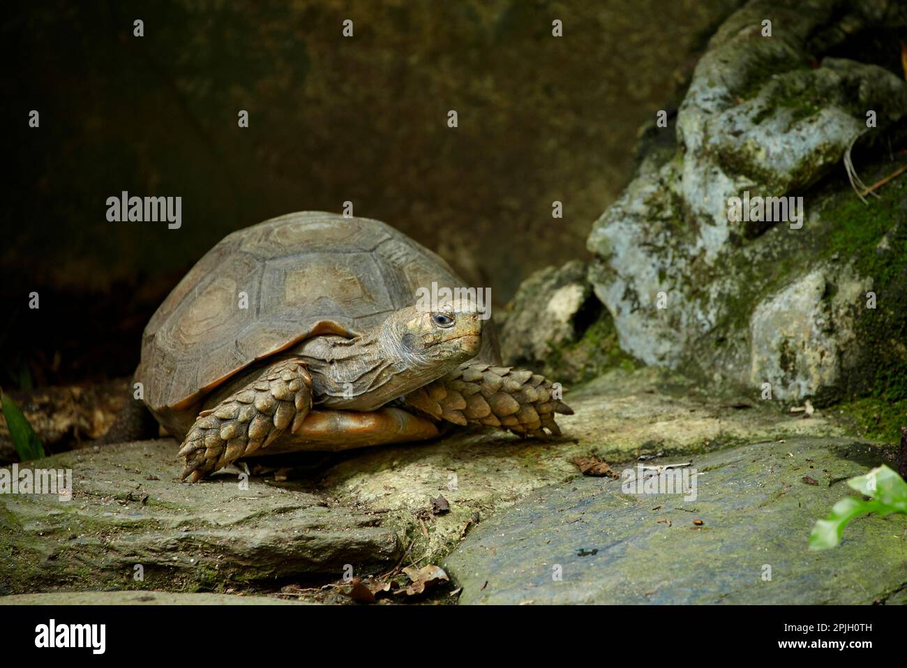Brown Tortoise, asian forest tortoises (Manouria emys), Other animals, Reptiles, Turtles, Animals, Tortoises, Asian Forest Tortoise adult, Singapore Stock Photo