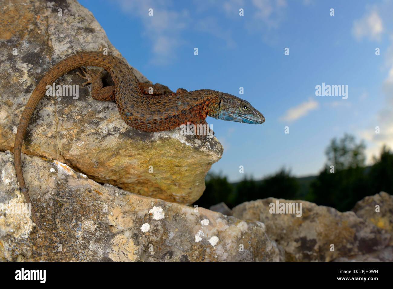 Blue-throated Keeled Lizard (Algyroides nigropunctatus), Blue-throated Lizard, Other animals, Reptiles, Animals, Lizards, Blue-throated Keeled Lizard Stock Photo