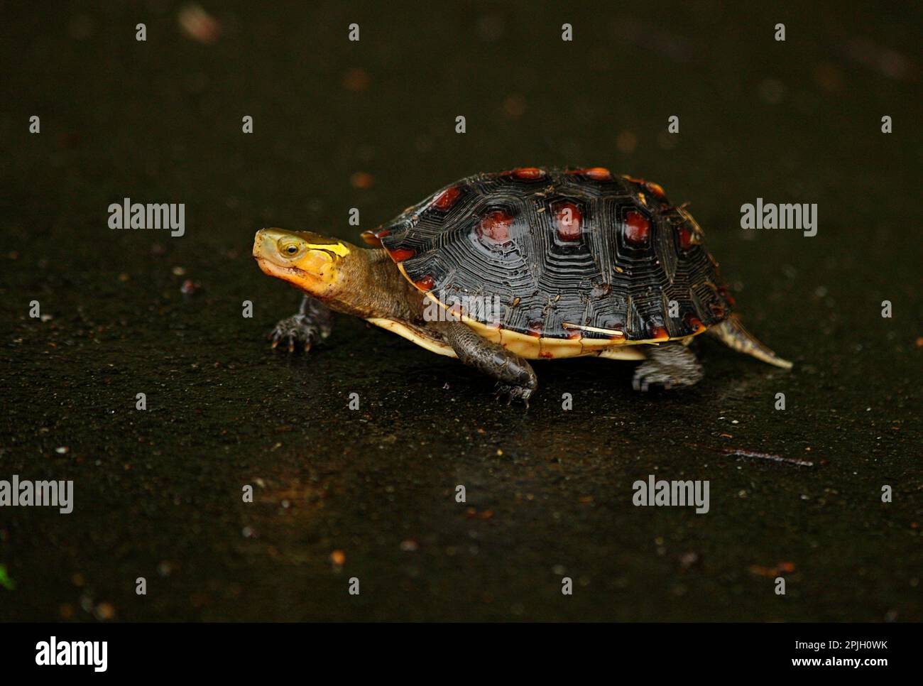 Chinese box turtle (Cistoclemmys flavomarginata) adult, crossing wet road in rain, Taiwan Stock Photo