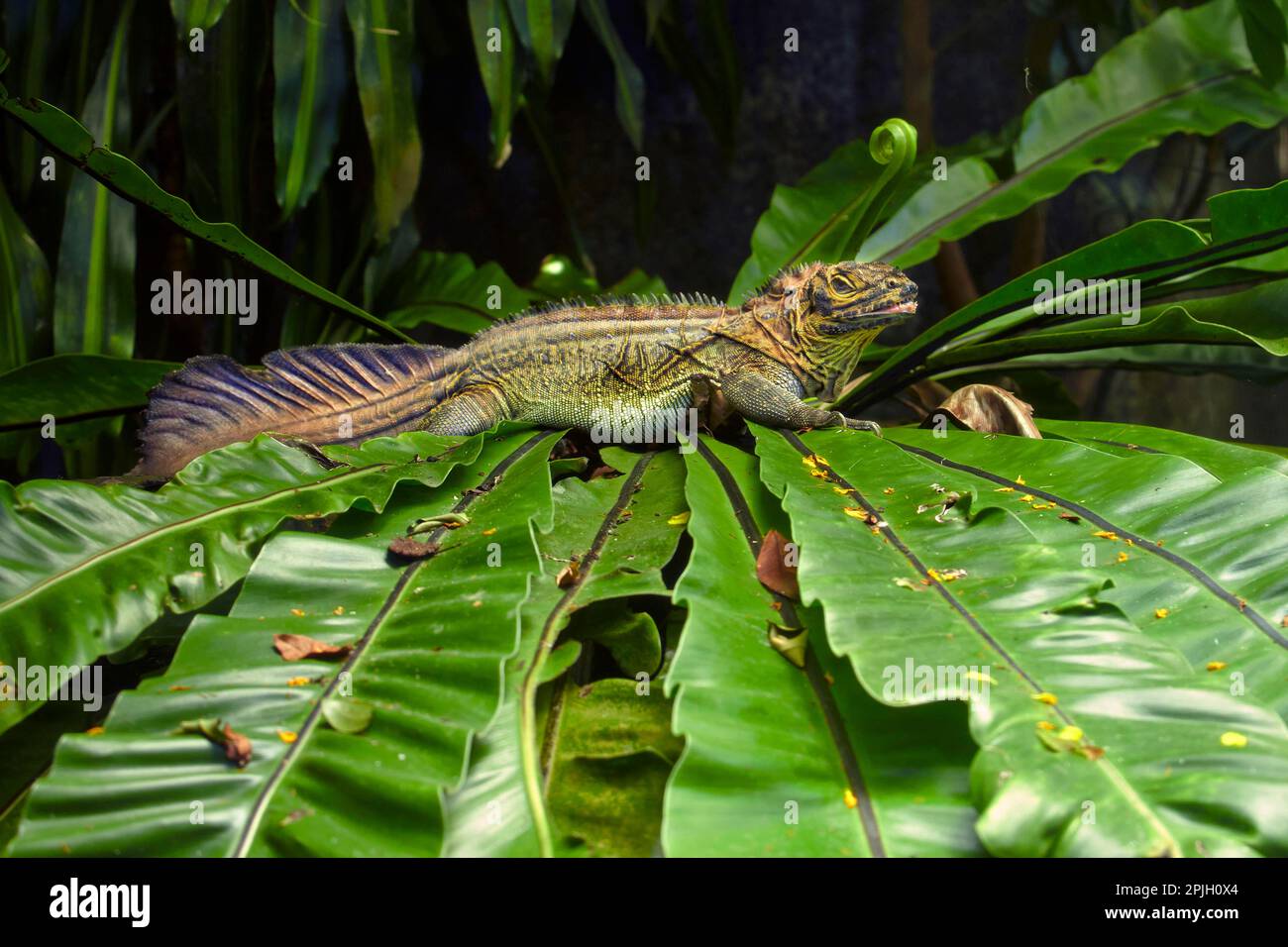 Amboina sail-finned lizards (Hydrosaurus amboinensis), Agamas, Other animals, Reptiles, Animals, Amboina Sail-finned Lizard adult, resting on leaves Stock Photo