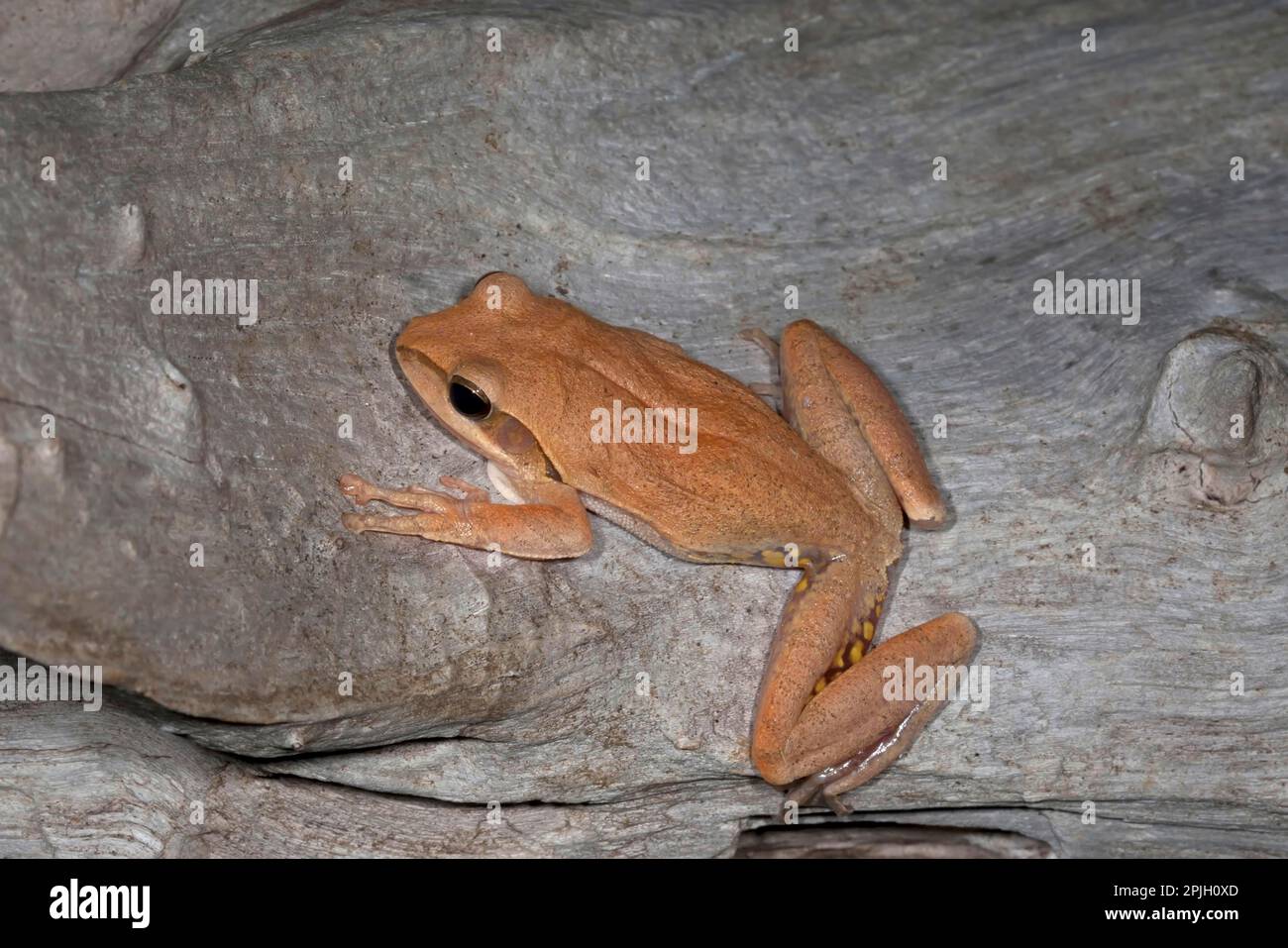 Common Indian tree frog (Polypedates maculatus) adult, on tree, India