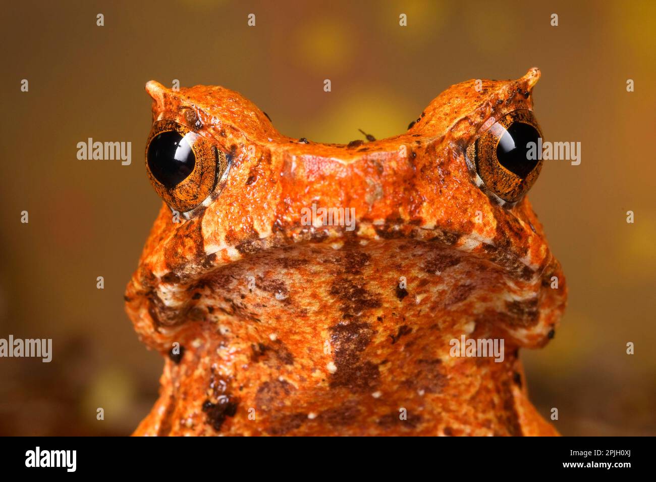 Toad frog, Toad frogs, Toad frogs, Amphibians, Other animals, Frogs